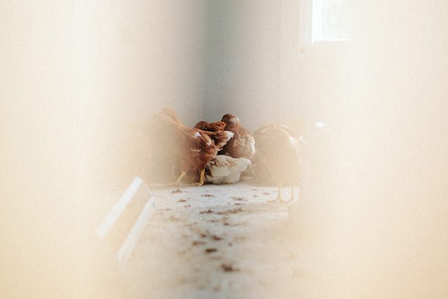 Door County wisconsin barn farm wedding photographers, outdoor Wisconsin wedding photography, barn wedding in Door County, film wedding photography, Carly McCray Photography barn wedding WI outdoor wedding, about thyme farm, farm wedding